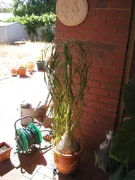 Uploaded image: 116720332137746.jpg