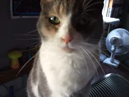Uploaded image: 116750909043792.png