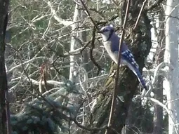 Uploaded image: 116793854888869.png