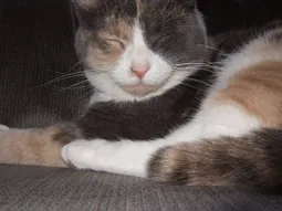 Uploaded image: 1168970584551052.png