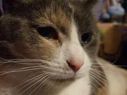Uploaded image: 1168970814121054.png